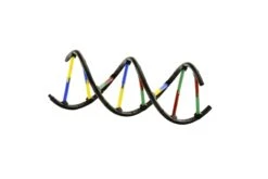 Thames & Kosmos Genetics And DNA Experiment Kit -Hape Shop 665002 geneticsdna model scaled 2