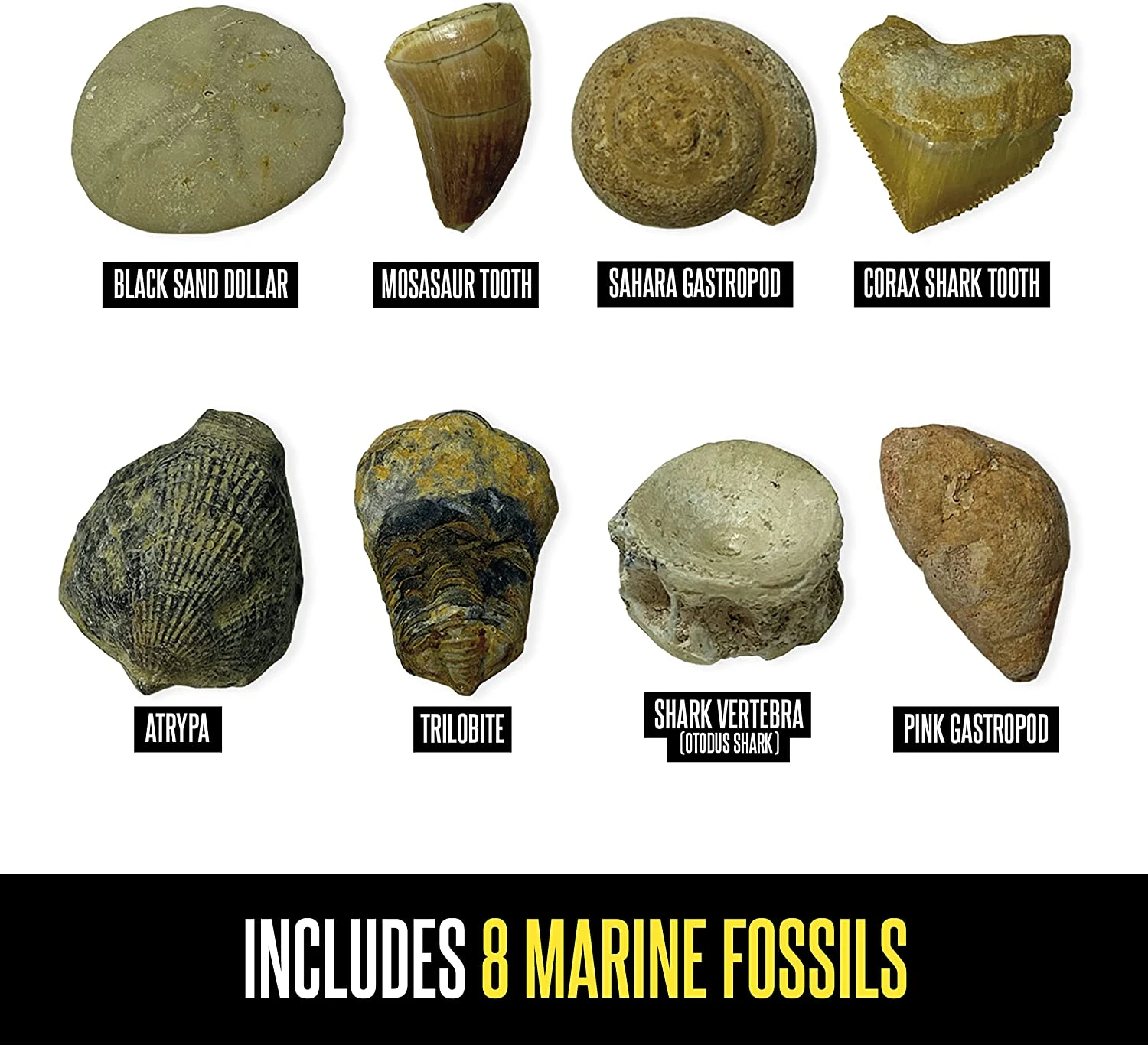 Learning Resources Geosafari® Fossil Excavation Kit 2 Learning Resources Geosafari® Fossil Excavation Kit - Image 2